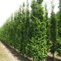 Carpinus betulus beveerd